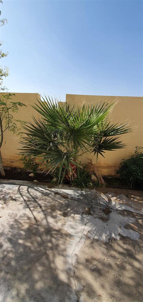 Plants For Sale Qatar Living