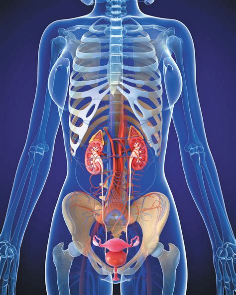 Are The Kidneys Located Inside Of The Rib Cage Kidneys The Bladder