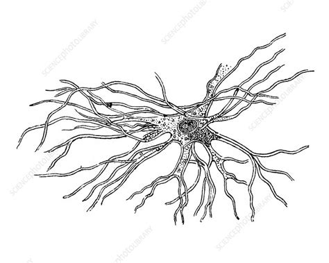 Brain Cell Illustration Stock Image C0472661 Science Photo Library