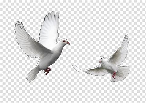 Two White Doves Columbidae Domestic Pigeon Bird Trash Doves Release