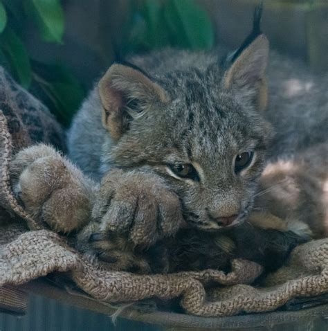 Canadian Lynx Paws Zoochat