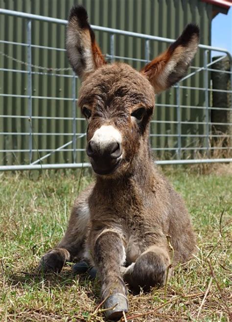 Baby Animals Name Donkey Ideas Zoo Animals