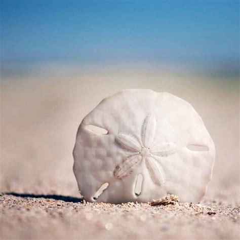 Sand Dollar In Sand Sea Shells I Love The Beach Sea Life