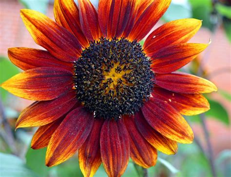 18 Stunning Types Of Sunflowers To Add To Your Summer Garden Garden And Happy