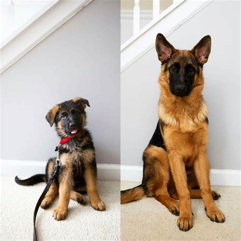 List 103 Pictures Month By Month German Shepherd Growth Stages Pictures Updated