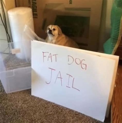 The best gifs are on giphy. Fat Dog Jail - Meme - Shut Up And Take My Money