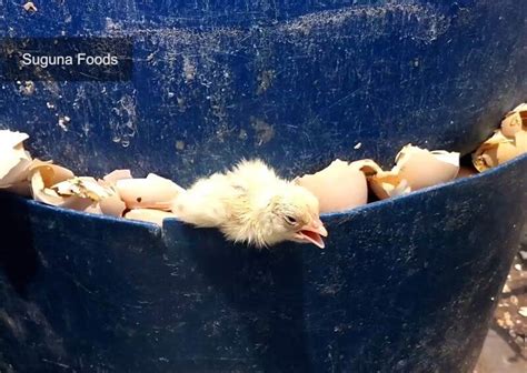 Chicks Crushed Drowned And Burned To Death By Egg And Chicken Flesh