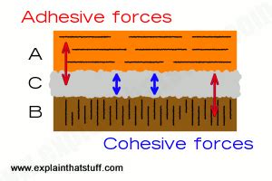 Both words (adhesive and cohesive) are actually adjectives in either subjects, cohesive forces exist between similar molecules (intermolecular attraction) while adhesive forces exist between unlike molecules or. How do adhesives and glues work? | The science of sticking