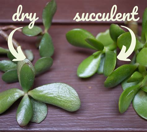 How To Propagate A Jade Plant Dengarden
