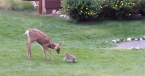 A Deer And Rabbit Played Together And Its Basically Just Bambi Irl
