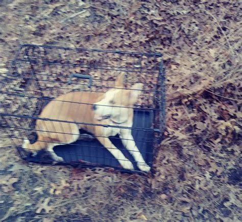 Barnegat Dog Abandoned In Locked Crate Near Wooded Area 1000 Reward