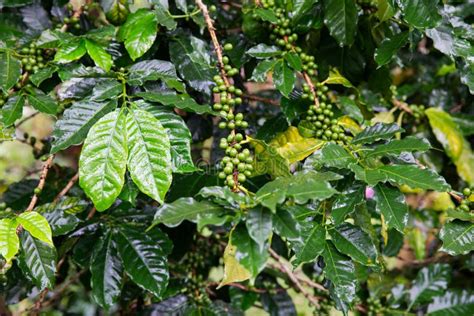Coffee Beans On Tree Stock Image Image Of Grow Farming 129648147