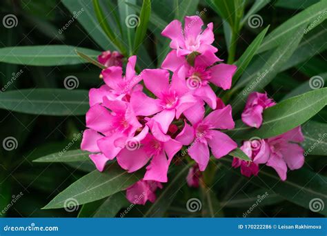 Lovely Blooming Bright Pink Oleander Flowers With Green Leaves Stock