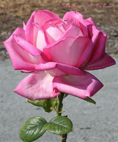 Plantfiles Pictures Hybrid Tea Rose Silver Lining Rosa By Califsue
