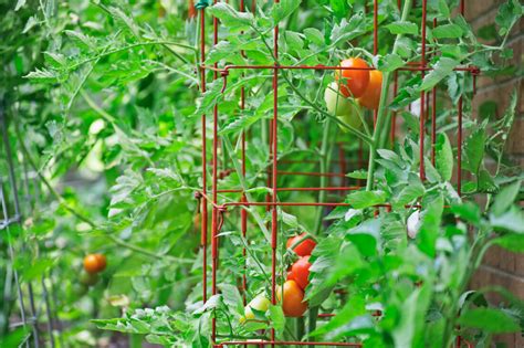 The Best Homemade Tomato Cages Mother Earth News