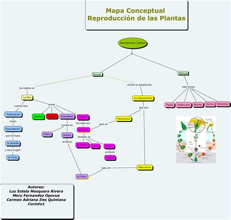 Tecnologias De La Informacion Mapa Conceptual Reproduccion Vegetal