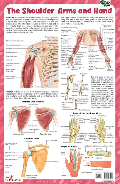 Shoulder Tendons Chart Stockfoto Labeled Anatomy Chart Of Male Biceps
