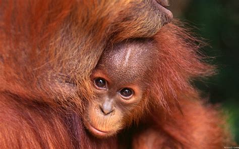 Orang utan, affen, primaten, baby orang utan, gefährdete wild lebende tiere, natur und orang utan zeichnung. Baby Orangutan Wallpaper (64+ images)
