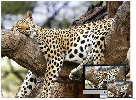 30+ Amazing Wildlife and Animal Wallpapers - Hongkiat
