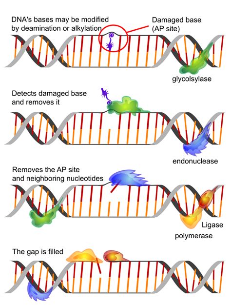 Mutation And Dna Repair Brilliant Math And Science Wiki