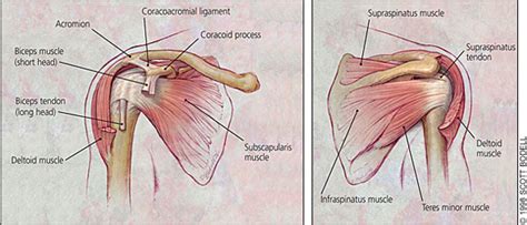 The shoulder muscles bridge the transitions from the torso into the head/neck area and into the upper extremities of the arms and hands. Shoulder Injury in Swimmers at The Chiropractic Clinic