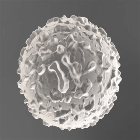 Witte Bloedcellen 3d Model