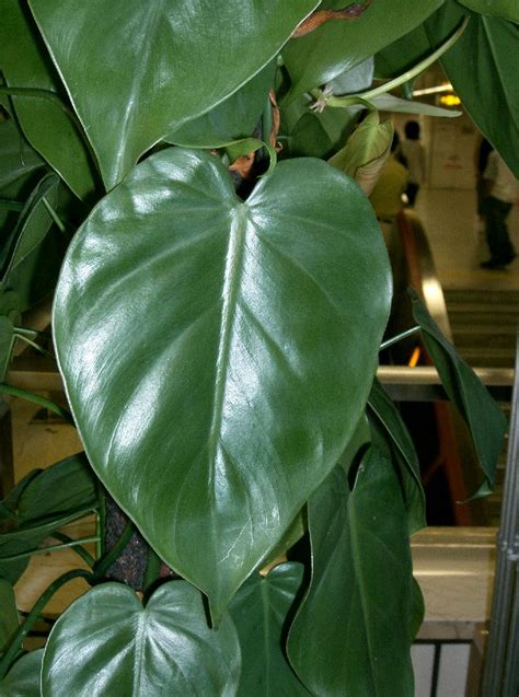 10 Plants With Waxy Leaves