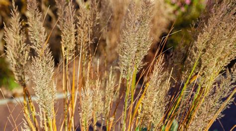 How To Plant Grow And Care For Karl Foerster Grass