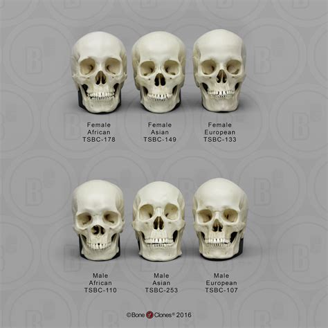 Human Male And Female Skulls African Asian And European Half Scale