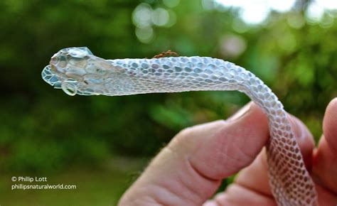 Bobby Crouser Brown Snake Skin Shed Identify Snakes A How To Guide