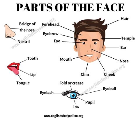 Parts Of The Face List Of Useful Face Parts Vocabulary In English English Study Online