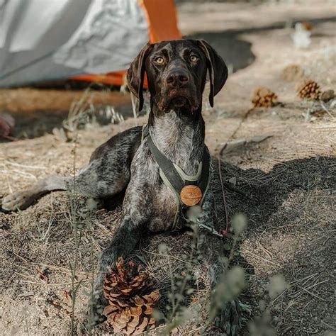 15 Amazing Facts About German Shorthaired Pointers You Probably Never Knew | Page 4 of 5 | The ...