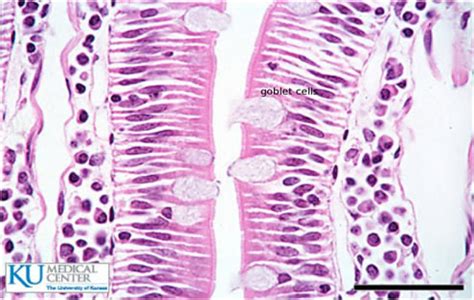 Glandular Epithelium Diagram