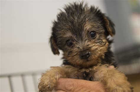 Many petstores (excluding animal shelters, of course) get their dogs from puppy mills. Gov. Jerry Brown makes California first state to ban puppy mill sales at pet stores · A Humane ...