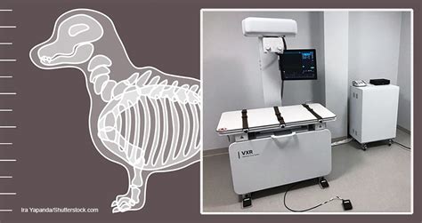 Fujifilm Launches Vxr Veterinary X Ray Room Todays Veterinary Business