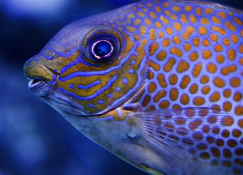 Image poisson-9 : Images Gratuites : eau, sous-marin, la biologie, poisson ...