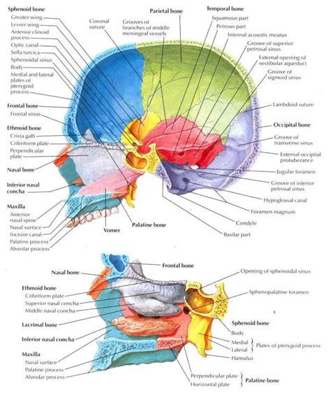 Skull Midsagittal Section Labeled Biology Forums Gallery Anatomy