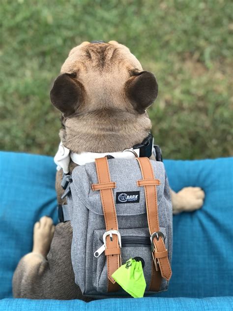 Pin On Backpacks For Dogs To Wear