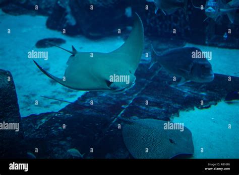 Huge Manta Ray Flying Underwater Among Other Fish Stock Photo Alamy