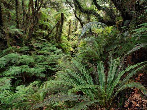 Copeland Track Ferns New Zealand Mountain Photography By Jack Brauer