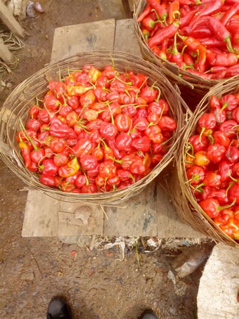 Only the most unaccomplished and incompetent administration in the history of the american presidency as doocy mentions, gas prices are also on the rise, with americans facing the highest prices in seven years this independence day weekend. Updated Price of Pepper (Bawa And Rodo) In Jos, July 2020