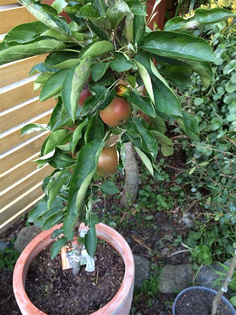 Dwarf Apple Tree Awesome For Growing Your Own Fruit Anywhere Apple