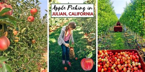 Best Tips For Julian Apple Picking Socal Field Trips