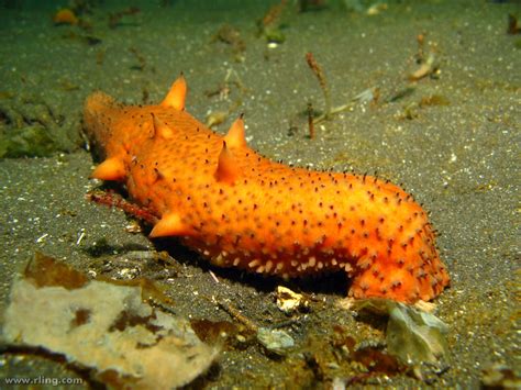 Real Monstrosities Warty Sea Cucumber