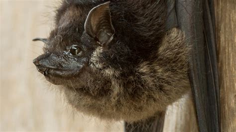 Bats Sing Sort Of Like Birds The Scientist Magazine