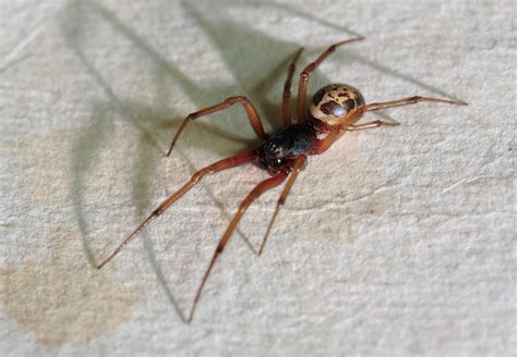Like many spiders, the black widow spider eats other arachnids and insects that get caught in their webs. As False Widow Spiders Spread, Here's How To Spot One And ...