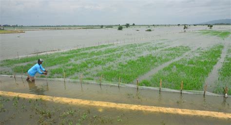 Sungai Meluap 250 Hektare Sawah Tergenang Banjir Di Sumbawa