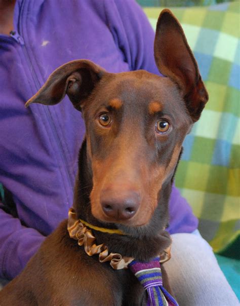 Find everything you need to welcome them home! Paws, a Doberman Pinscher puppy for adoption.