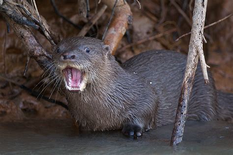 Baby Giant River Otters Sean Crane Photography