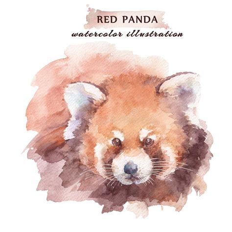 Red Panda Watercolor Illustration Stock Illustrations 347 Red Panda
